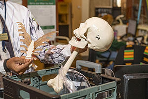 Library staff holding artificial bones available to borrow