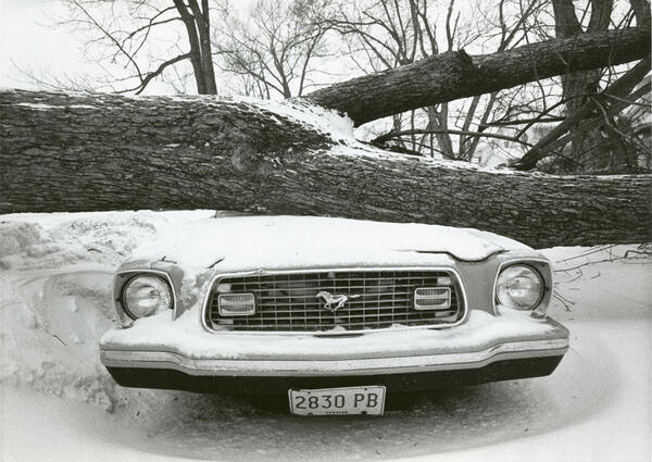 The front of a car under a fallen tree