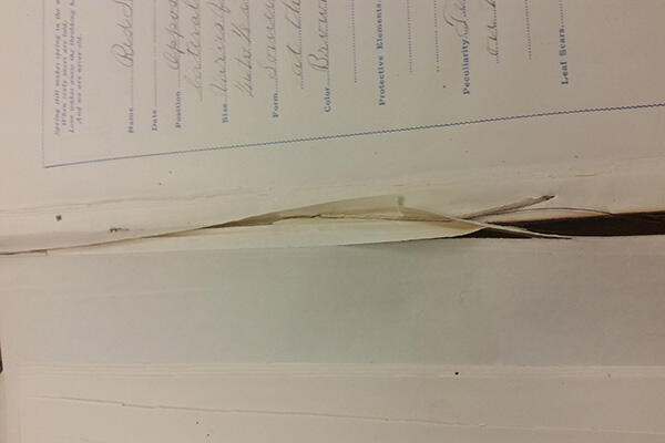Orville Wright's Botany Sketch book in open position before treatment showing separated pages
