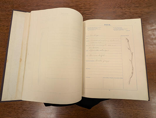 Orville Wright's Botany Sketch book in open position after treatment showing pages intact