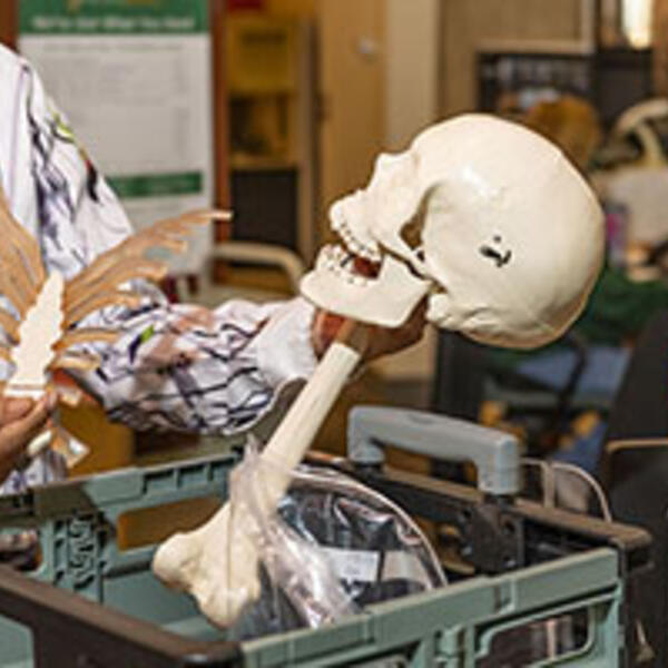 Library staff holding artificial bones available to borrow